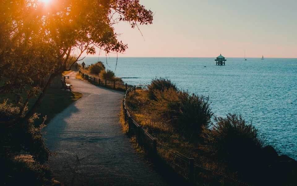 green trees near body of water