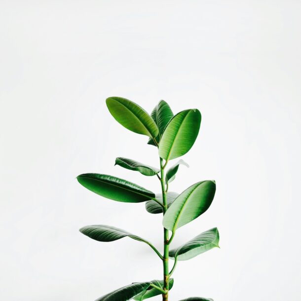 green leaf plant