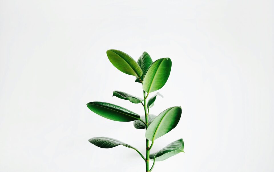 planta de hoja verde