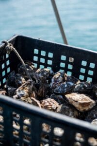 a basket filled with lots of clams next to a body of water