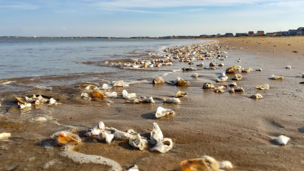 Playa junto al mar con conchas sobre la arena