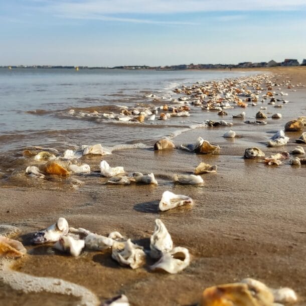 a sandy beach covered in lots of sea shells