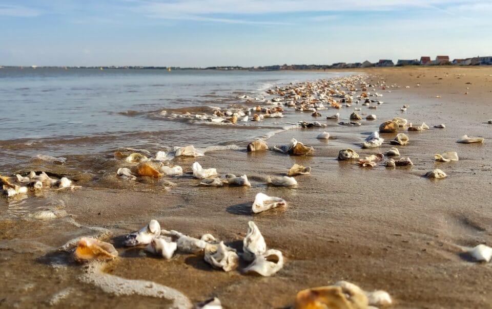 a sandy beach covered in lots of sea shells