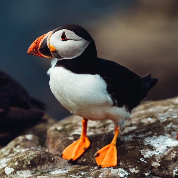pájaro blanco y negro sobre roca marrón