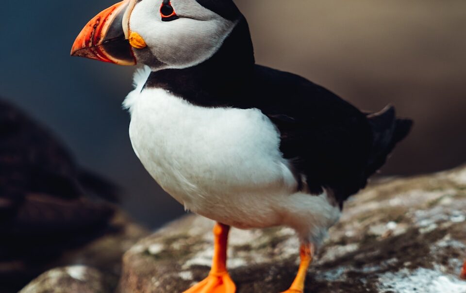 pájaro blanco y negro sobre roca marrón