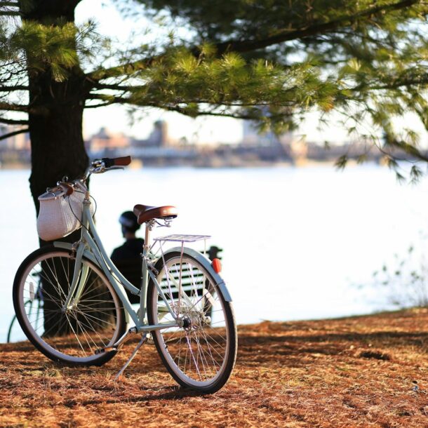 bicicleta junto a árbol