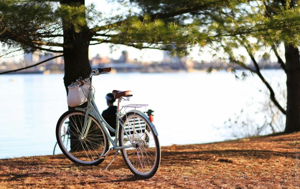 bicicleta junto a árbol